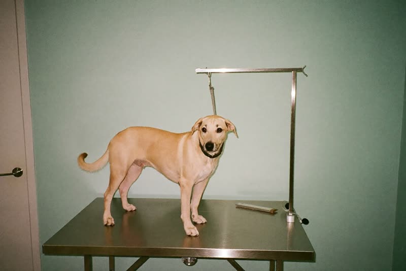 A dog on a grooming table in a small grooming room