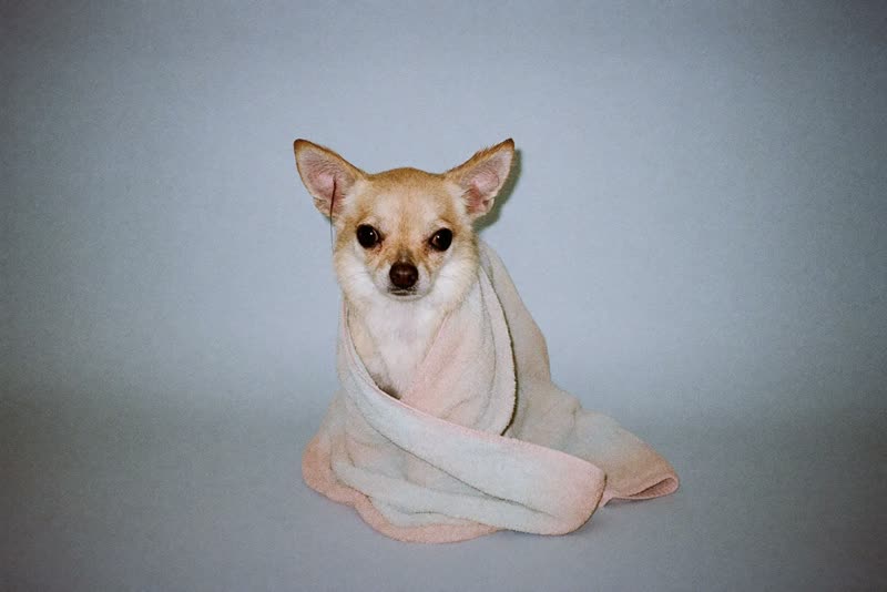 A small dog wrapped in a towel after a bath