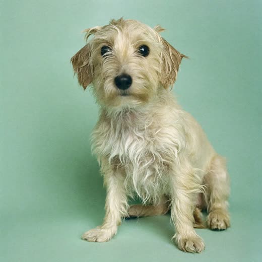 A freshly bathed and dried small terrier