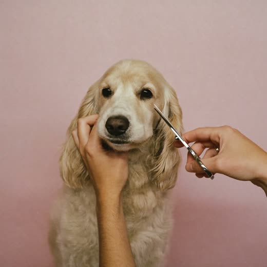 A cockapoo having its face fur scissor-trimmed