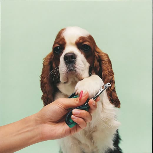 A spaniel having its nails clipped