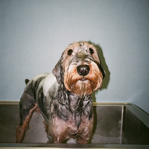 A schnauzer being bathed in a grooming tub